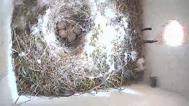 Bird box with floor covered in grass moss and white feathers with a bowl and six eggs visible inside