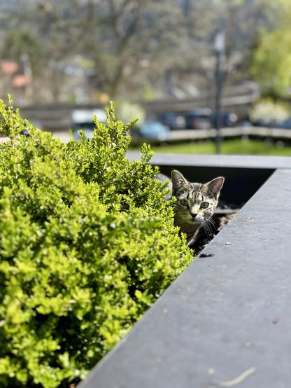 A gray stray cat sits behind a small bush an peeps around it.