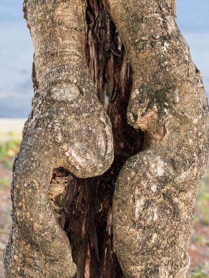 A tree, with a split down the middle, looks a little like two beings arguing.