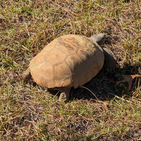 A light brown/sandy gopher tortoise, looking away from the camera. The back of the shell is chipped in a few places. His little gray head is peeking out but he's not looking at the camera.