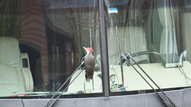 A woodpecker clings to the windshield wiper of a car