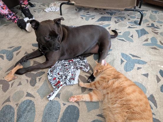 Obi (orange cat) with his head laying on the back paw of Pepper (black lab / staffy mix). Pepper is trying to chew on a bone but looking at Obi.
