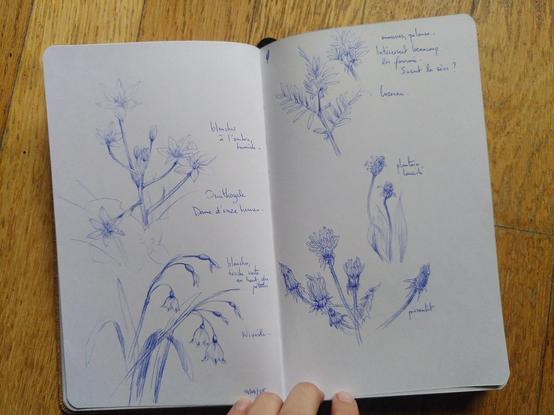 Photo d'un carnet de croquis posé sur un parquet en bois. Plusieurs croquis de végétaux sont dessinés au stylo bleu avec parfois des annotations.