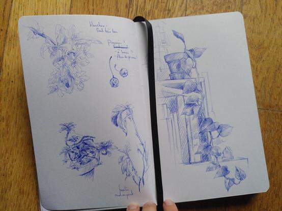 Deuxième double page d'un carnet de croquis. Il y'a des végétaux sur la page de gauche et un croquis de plante en pot sur la page de droite. Les dessins sont au stylo bleu.