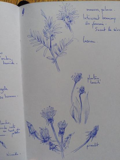 Gros plan sur une autre page. Il y'a un croquis de luzerne avec une annotation : "Intéressent beaucoup les fourmis. Sucent la sève."
En dessous il y'a des croquis au stylo bleu de plantain lancéolé et de pissenlit.