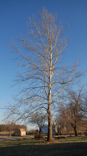 A tall, graceful leafless tree with mottled bark (mostly white bark toward the top).  The tree is being illuminated from the right (west).  Seen against a clear blue sky.  The tree is approximately 75 feet tall (23 m.).
