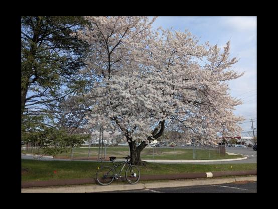 Bike leaning against a pipe, near a tree in full bloom.