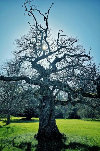 A large, bare tree with twisted branches stands in a green grassy field under a clear blue sky with the sun shining through its branches.