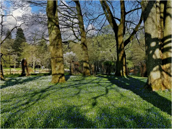 Das Foto, aufgenommen in einem Park mit größeren Baumbeständen, zeigt im nahen Vordergrund eine licht bewaldete Fläche mit mehreren hohen Buchen, die aufgrund ihrer Höhe nicht vollständig abgebildet sind. Die Bäume stehen in weitem Abstand von gut 5 bis 10 m voneinander, die Flächen zwischen den Stämmen sind teppichartig mit tausenden  weiß, gelb und blau blühender Pflanzen bedeckt. Im Hintergrund sind weitere blühende mittelhohe Büsche und Bäume zu sehen, die befestigte Wege des Parks säumen. Der Himmel ist überwiegend blau und wird links von mächtigen weißgrauen Haufenwolken durchzogen. Die Sonne steht im Rücken des Fotografen, Bäume und Sträucher werfen ihre Schatten auf die blumenbewachsenen Flächen.
