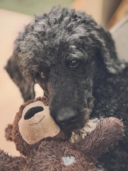 Portrait von einem Königspudel mit seinem Spielzeug Teddy.