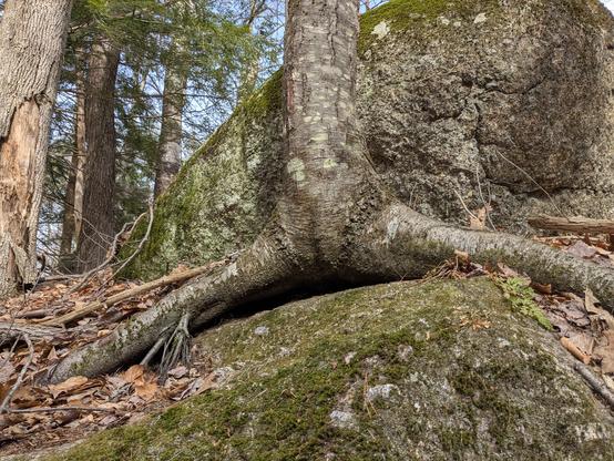 Birch tree doing a split over a rock