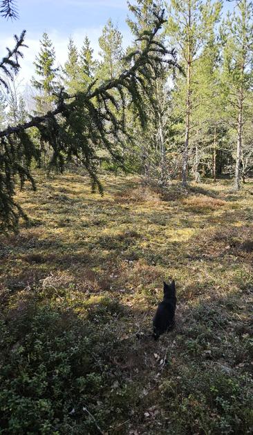 Alea the Black Cat sitting under a spruce, looking at the sun lit esker before her. The ground is covered with lingon shrubs and moss in various shades of green and brown.