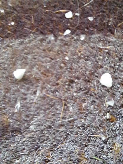 Macro del felpudo con dos pequeñas bolas de granizo.