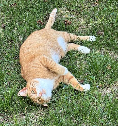 Orange tabby Ziggy is rolling in the grass.