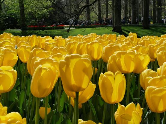Gele tulpen