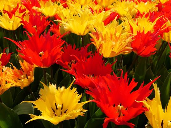 Rode en gele tulpen