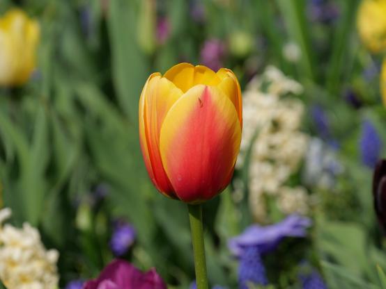 Rood/gele tulp