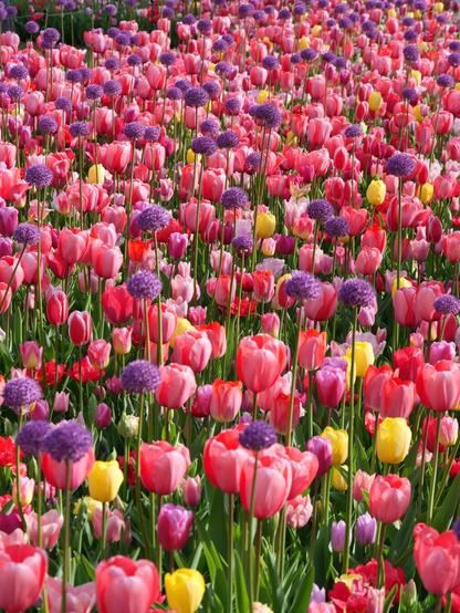 Veld tulpen