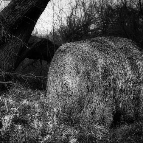Ein runder Heuballen im rechten Teil vom Foto. Links sieht man einen den Stamm von einem großen Baum der schräg von links nach oben geht. Das Foto ist in Schwarzwei#