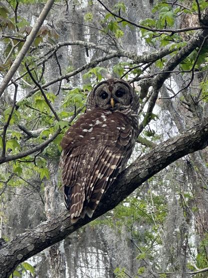 Barred Owl. Sitting on a tree branch. Looking at the camera.