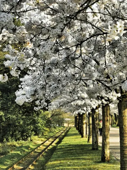 Das Foto zeigt eine Parkansicht mit der linken Baumreihe einer prächtig erblühten Kirschbaumallee am rechten Bildrand. Die weiß blühenden Baumkronen mit tausenden von Blüten nehmen mehr als die Hälfte des Fotos ein. Auf der Linken folgt der Blick den Schienen einer Schmalspurbahn, die parallel zur Kirschbaumallee unter den Baumkronen entlang durch ein sattgrünes Rasengleisbett führt. Zur Linken wird das Foto (und das Gleisbett) durch eine hohe Buschreihe begrenzt.