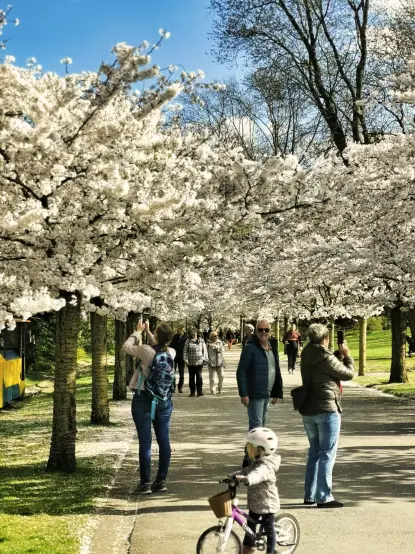 Herrliches sonniges Frühlingswetter bei nahezu wokenlosem hellblauen Himmel. Die gleiche Allee wie in Bild 1, in der Bildmitte führt ein breiter hellsandiger Fußweg zwischen den voll erblühten Bäumen Richtung Horizont. Auf dem Weg im Vordergrund ein kleines Mädchen mit einenm Laufrad, dahinter eine Familie sowie weitere Personen die vom Weg aus die wunderschön erblühten Kirschbäume rechts und links des Weges fotografieren.  Im entfernten Hintergrund weitere Personen auf dem Weg.