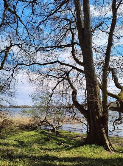 A tall, elegant oak tree with many branches and twigs, still without leaves, stands on the green shore of a lake on a sunny spring day.