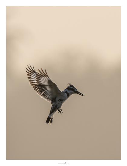 A Pied Kingfisher (Ceryle rudis) hovers mid-air with wings fully spread, silhouetted against a soft, golden sky at dawn or dusk.