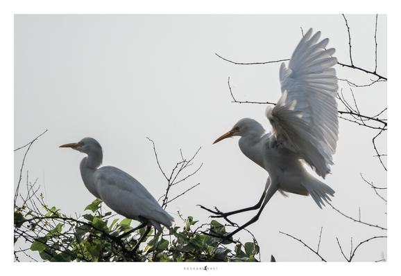 Two Cattle Egrets (Bubulcus ibis) perched on a leafy branch; one stands still while the other lands gracefully with wings spread wide and legs extended.