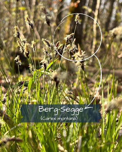 Im Gegenlicht eines Sonnenuntergangs leuchten die Blütenstände der Berg-Segge. Im Hintergrund unscharf ein Buchenwald.
