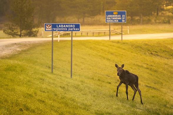 A young moose standing near the road sign in the early morning