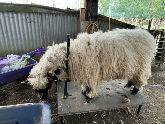 A sheep standing on a table, with his head restrained in a yoke. A second sheep investigates.