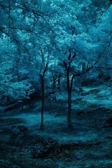 Two young trees in the depths of a mountainside forest dyed in a blue infrared color.