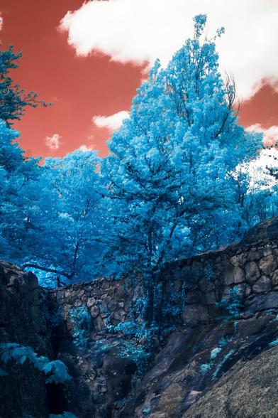 A proud tree grows on the edge of of a stone wall on top of a earth ledge in wonky colors of infrared that turn the leaves blue and the sky beer colored.