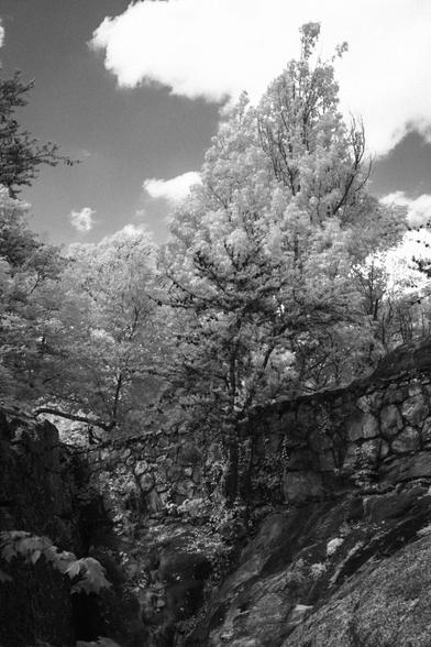 A black and white image of the same tree growing out of a stone wall. The infrared light makes the trees white and the sky dark and the clouds blown out white.