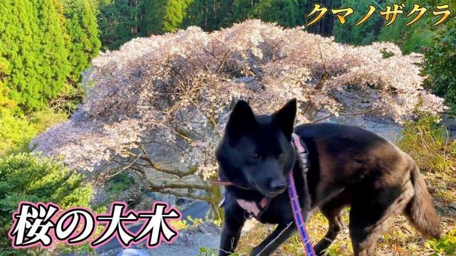 【甲斐犬】桜×甲斐犬 花見散歩！