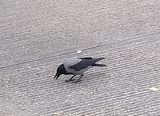 a hooded crow eats food dropped on a backroad.