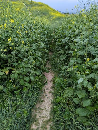 Small dirt path barely visible through towering black mustard weeds.