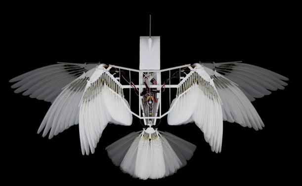 Composite image showing the wing and tail positions of PigeonBot II.