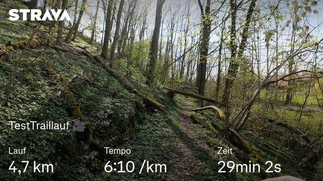 Kleiner Trail im Wald mit umgestürzten Bäumen.