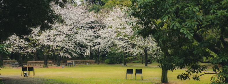 The image features a peaceful park scene. There are several blossoming trees with white flowers, likely cherry blossoms, creating a picturesque backdrop. In the foreground, there are a few black chairs scattered on the grass under the trees. Lush greenery surrounds the area, adding to the tranquil atmosphere.