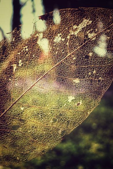 A close-up shot of a delicate, brown skeleton leaf showing its intricate vein structure against a blurred grass and bluebells background.