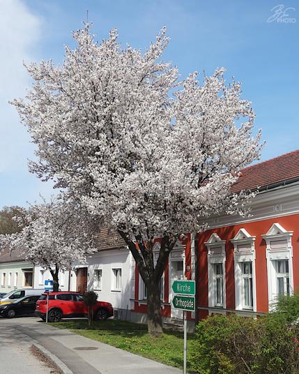 Postcard from the Blossom District