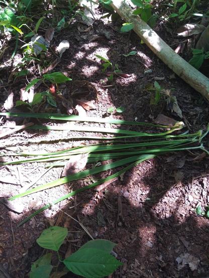 Regenwaldboden, braun, rötlich. Oberhalb ein weisslicher Ast. Im Zentrum Blätter der Yuccapalme. Deren scharfen Ecken wurden entfernt. Sie sind dunkelgrün und laufen nach links spitz zu.
