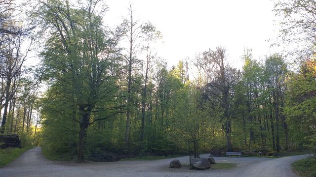 Blick in einen frühlingsgrünen Laubwald an einer Waldwegkreuzung auf einer Lichtung. Durch die Bäume scheint die schon etwas tiefer stehende Sonne durch.