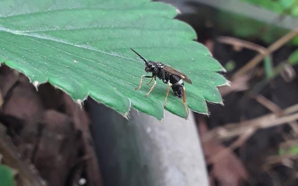 Small black wasp with a white stripe on its abdomen. The wasp is on a green strawberry leaf in a position that suggests it is laying eggs.