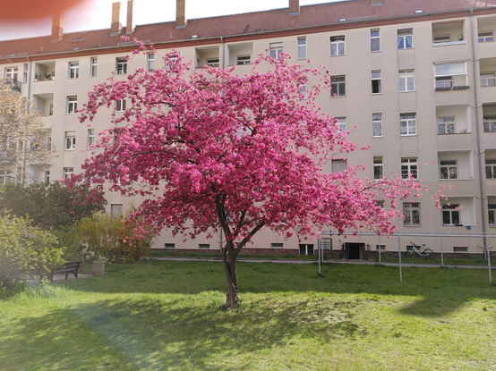 Baum voller rosa Blüten in einen Innenhof