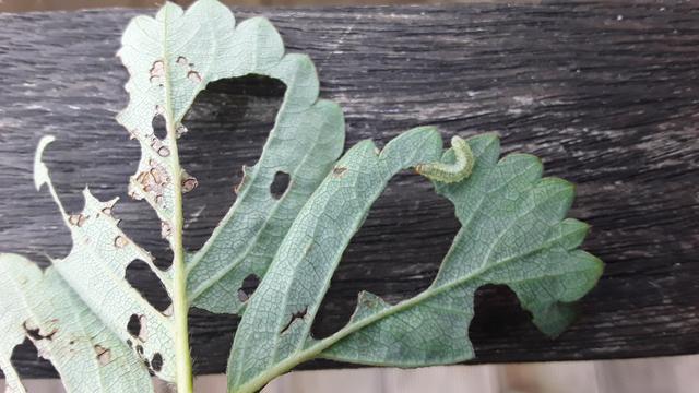green caterpillar on a green strawberry leaf with large holes eaten out of it