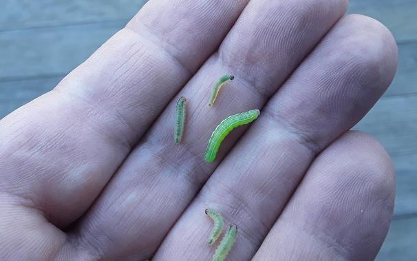 small green caterpillars in my hand