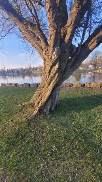 Like a hand with 7+ fingers reaching up from the grass. Southside pond in background.